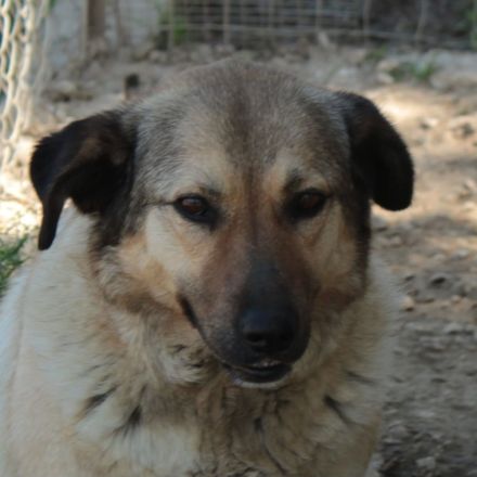 Hündin Millie / derzeit noch in Griechenland