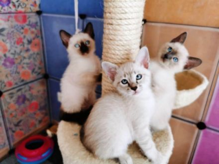 Der 1. Käterchen (Chocolate point) ist sehr neurierig,