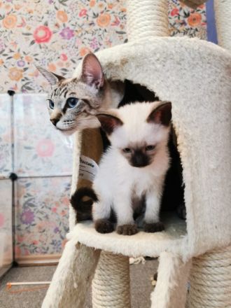 Der 1. Käterchen (Chocolate point) ist sehr neurierig,