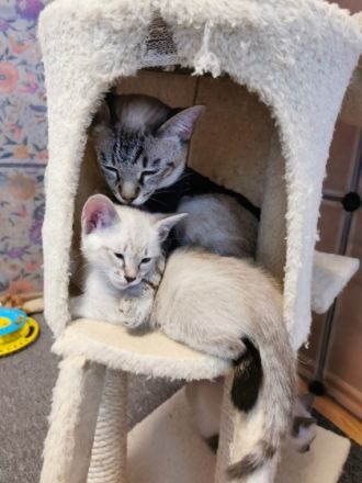 Der 1. Käterchen (Chocolate point) ist sehr neurierig,