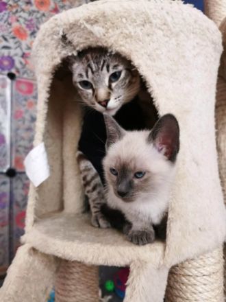 Der 1. Käterchen (Chocolate point) ist sehr neurierig,