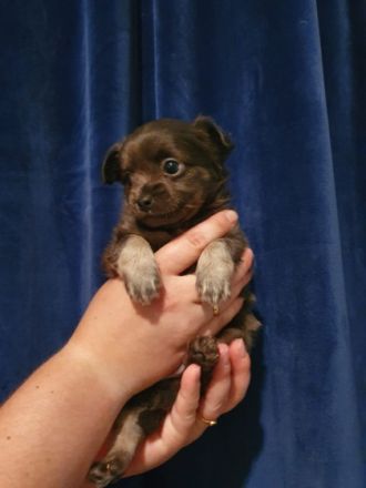 Hallo, wir sind 5 kleine langhaar chihuahua und am 11