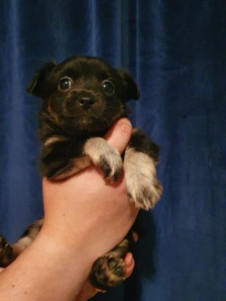 Hallo, wir sind 5 kleine langhaar chihuahua und am 11