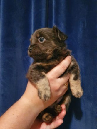 Hallo, wir sind 5 kleine langhaar chihuahua und am 11