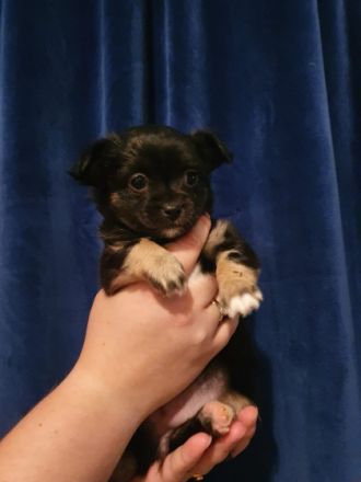 Hallo, wir sind 5 kleine langhaar chihuahua und am 11