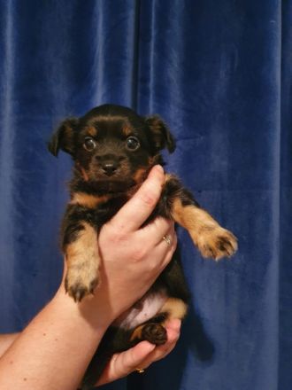 Hallo, wir sind 5 kleine langhaar chihuahua und am 11