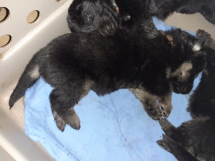 Abgabebereit mit der Vollendung der 8. Woche. Wurftag