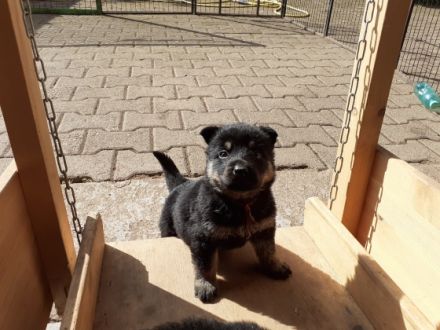 Abgabebereit mit der Vollendung der 8. Woche. Wurftag