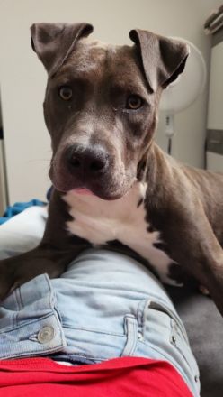 Wir suchen dringend ein neues Zu Hause für die süße