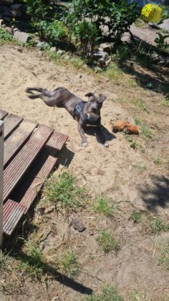 Wir suchen dringend ein neues Zu Hause für die süße