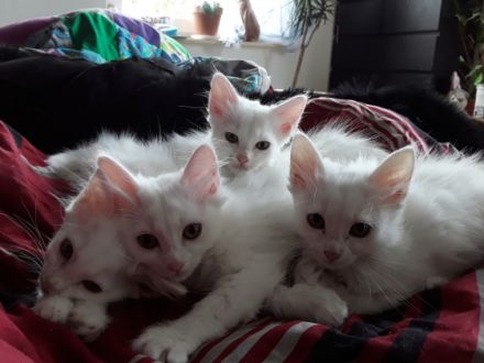 13 Wochen alt 2 weiblich 2 männlich Mutter Van Vater