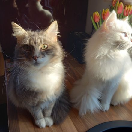 13 Wochen alt 2 weiblich 2 männlich Mutter Van Vater