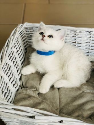 am 18.April hat unsere BKH Katzenmutter Nala