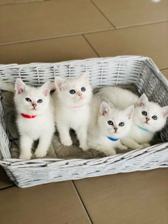 am 18.April hat unsere BKH Katzenmutter Nala