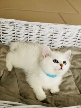 am 18.April hat unsere BKH Katzenmutter Nala