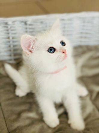 am 18.April hat unsere BKH Katzenmutter Nala