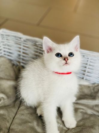 am 18.April hat unsere BKH Katzenmutter Nala