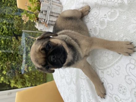 Eine sehr sportliche Möpsin sucht noch ihre Familie.