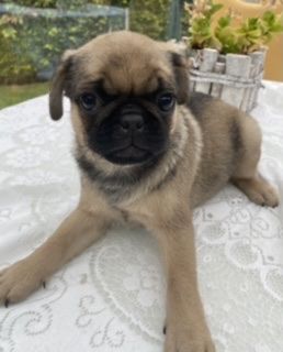 Eine sehr sportliche Möpsin sucht noch ihre Familie.