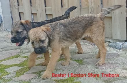 Wir haben Border Terrier Welpen zu verkaufen. Unser