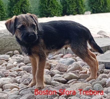 Wir haben Border Terrier Welpen zu verkaufen. Unser
