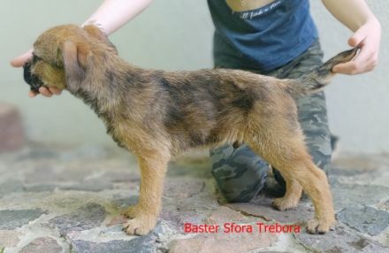 Wir haben Border Terrier Welpen zu verkaufen. Unser