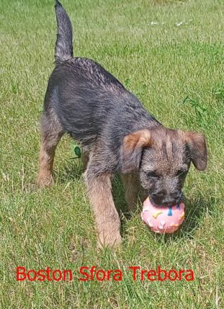 Wir haben Border Terrier Welpen zu verkaufen. Unser