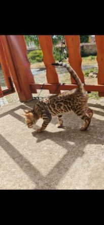 Hallo, hier ist unser wundervoller Wurf Bengalkitten  