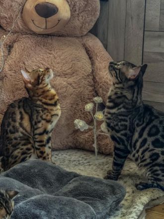 Hallo, hier ist unser wundervoller Wurf Bengalkitten  