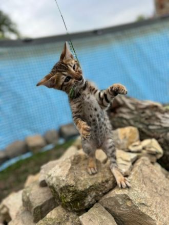 Hallo, hier ist unser wundervoller Wurf Bengalkitten  