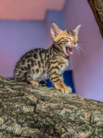 Hallo, hier ist unser wundervoller Wurf Bengalkitten  