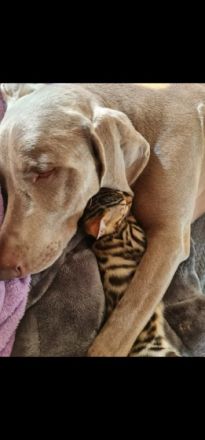 Hallo, hier ist unser wundervoller Wurf Bengalkitten  