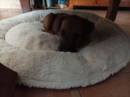 Aus unserem D Wurf ist kurzfristig eine Hündin frei