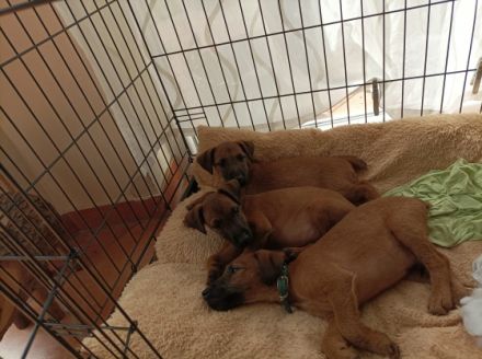 Aus unserem D Wurf ist kurzfristig eine Hündin frei