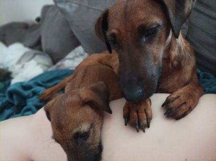 Aus unserem D Wurf ist kurzfristig eine Hündin frei