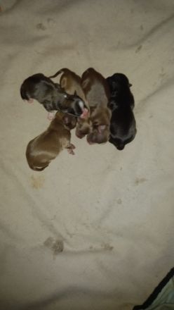 5 süße chihuahua Weibchen suchen ab Juli ein