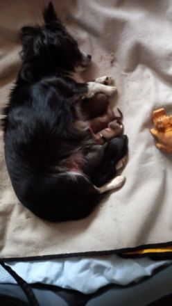 5 süße chihuahua Weibchen suchen ab Juli ein