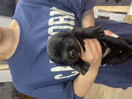 Wir haben wundervolle Welpen durch unsere