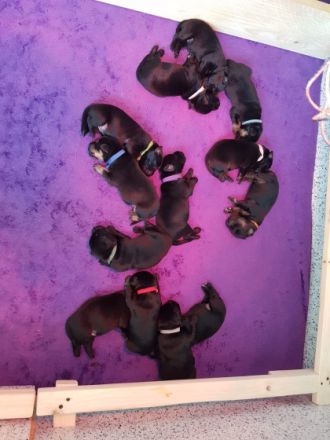 Wir haben wundervolle Welpen durch unsere