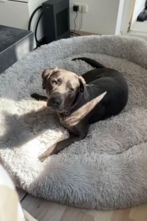 Wir haben wundervolle Welpen durch unsere