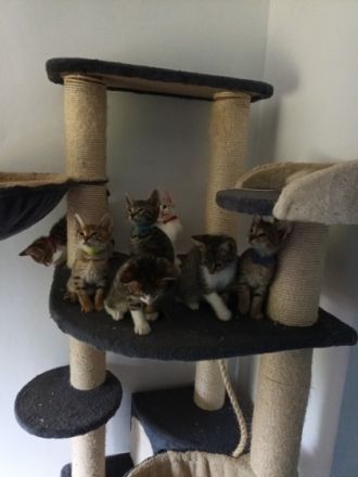 Unsere 6 Zwerge dürfen ab sofort in ihren neuen