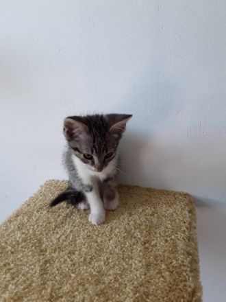 Unsere 6 Zwerge dürfen ab sofort in ihren neuen