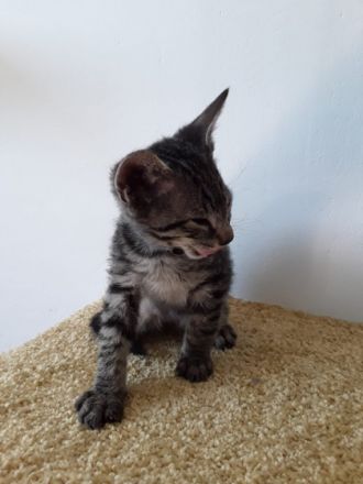 Unsere 6 Zwerge dürfen ab sofort in ihren neuen