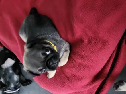 Am 2.6.2022 hat unsere Bonny 6 bezaubernde Welpen