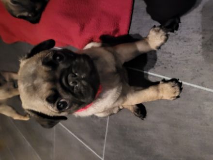 Am 2.6.2022 hat unsere Bonny 6 bezaubernde Welpen