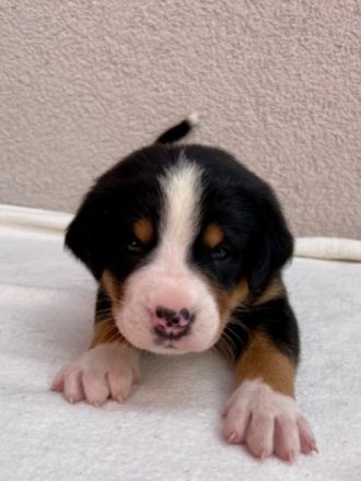 Unsere Rosie hat am 25. Mai sechs wunderschöne,