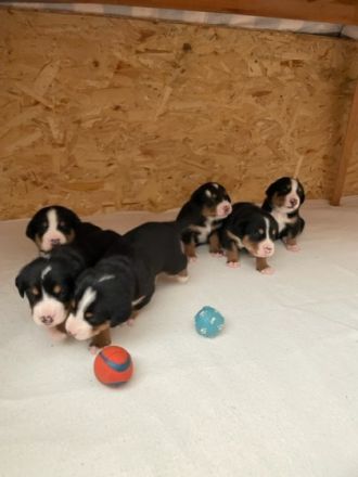 Unsere Rosie hat am 25. Mai sechs wunderschöne,