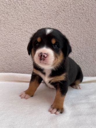 Unsere Rosie hat am 25. Mai sechs wunderschöne,