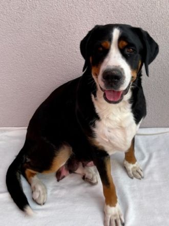 Unsere Rosie hat am 25. Mai sechs wunderschöne,