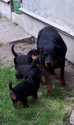 Es sind ein wunderschöner Rüde, und fünf süße Hündinnen